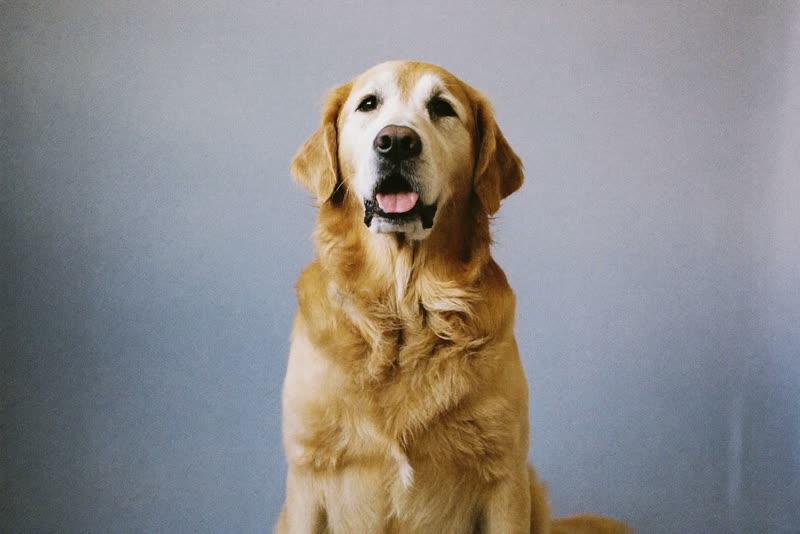 A calm, freshly groomed golden retriever sitting and waiting