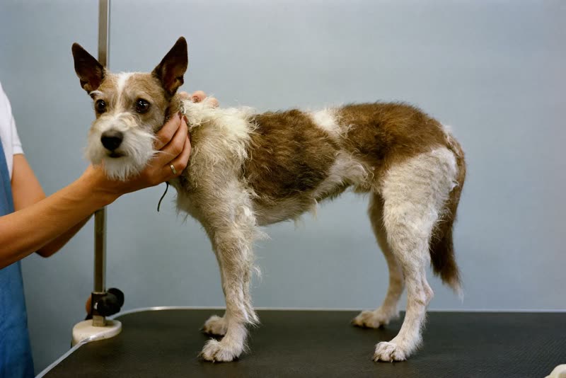 A small wiry-coated dog standing on a grooming table, held steady