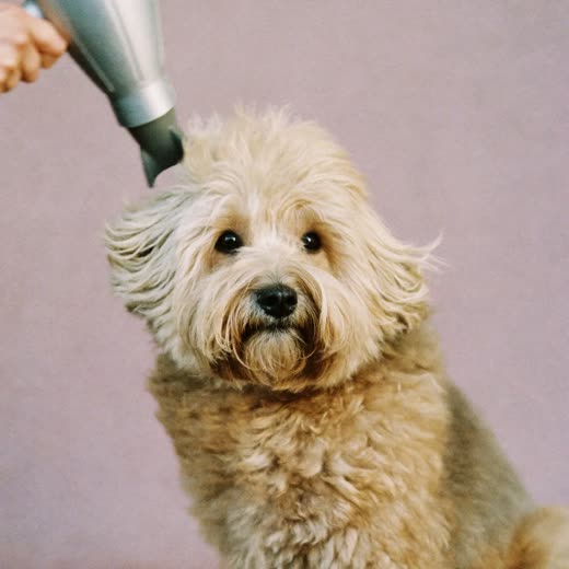 A cockapoo having its coat blow-dried, fur lifted soft and fluffy