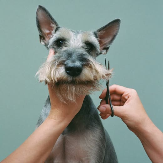 A schnauzer's beard being trimmed with grooming scissors