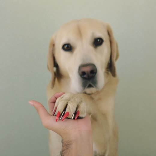 A dog's paw held gently while its nails are clipped
