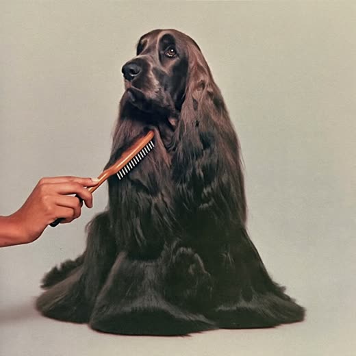 A spaniel's long coat being brushed smooth with a slicker brush